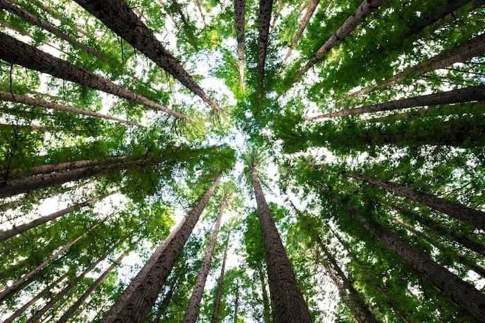 O que é compensação de carbono? Entenda! A foto mostra o topo de várias árvores muito altas e muito verdes, em uma floresta.