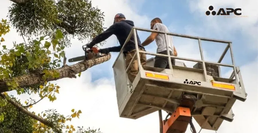 dupla de trabalhadores utilizando Plataforma elevatória para podar árvores. A frequencia de uso da máquina é um dos principais fatores que indicam se deve-se alugar ou comprar plataformas elevatórias.