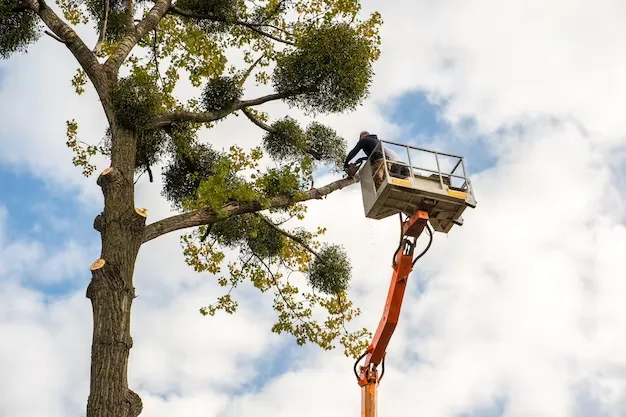 poda de árvore utilizando plataforma elevatória